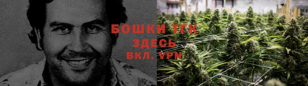 сатива Аркадак
